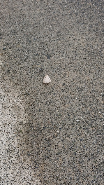 6/25 ツバメ日記 埼玉開発 日高市高麗川2丁目の画像