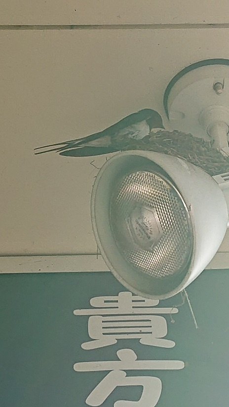 6/26 ツバメ日記 埼玉開発 日高市高麗川2丁目の画像