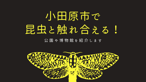 小田原市で昆虫と触れ合える！公園や博物館を紹介しますの画像