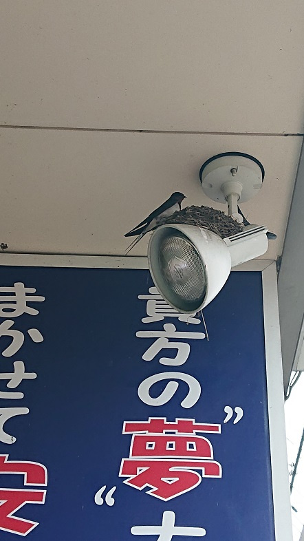 6/27 ツバメ日記 埼玉開発 日高市高麗川2丁目の画像