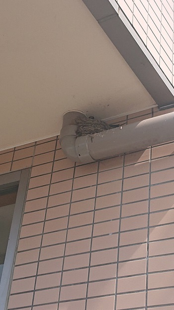 6/28 ツバメ日記 埼玉開発 日高市高麗川2丁目の画像