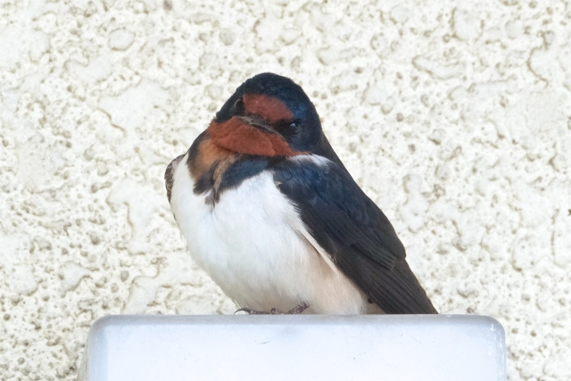 6/29 ツバメ日記 埼玉開発 日高市高麗川2丁目の画像