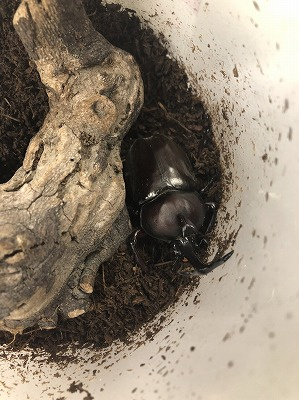 ６月２９日：新しい家族の画像