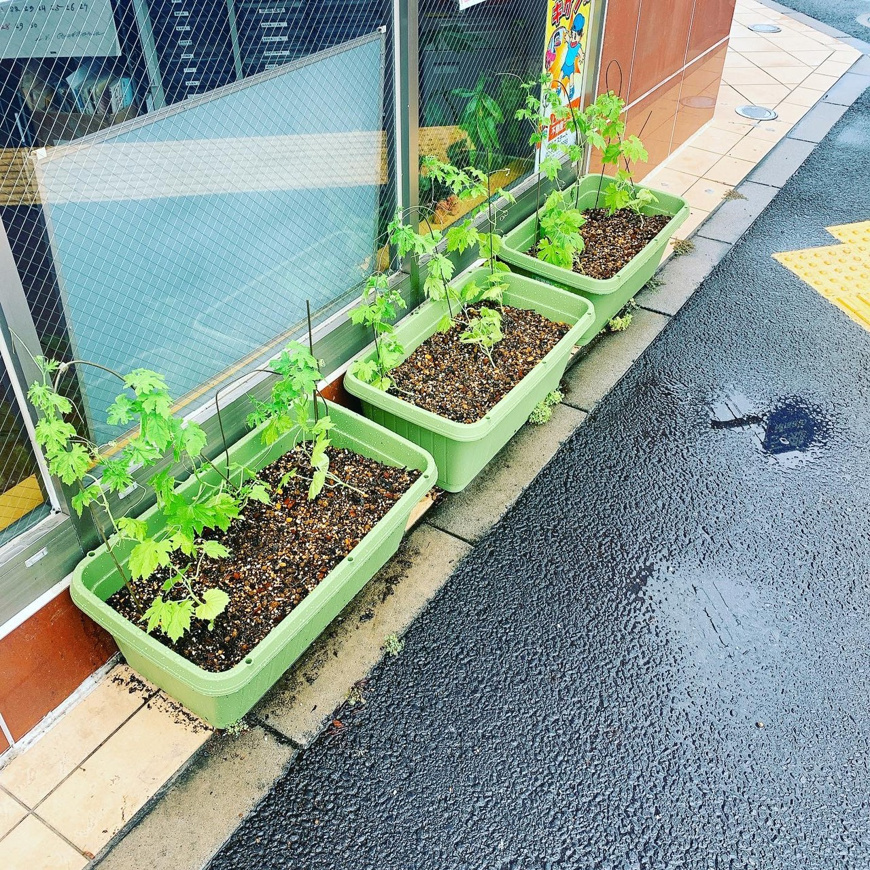 「今年も恒例の　　浜野」の画像