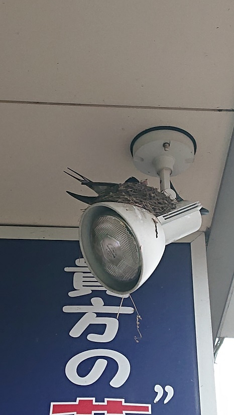 6/30 ツバメ日記 埼玉開発 日高市高麗川2丁目の画像