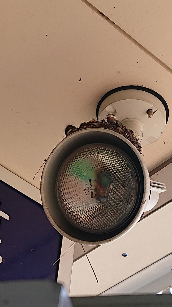 7/2 ツバメ日記 埼玉開発 日高市高麗川2丁目の画像