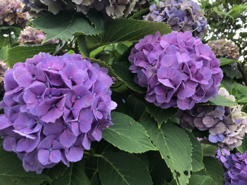 ⁂海洋プラスチックごみを減らそう⁂の画像