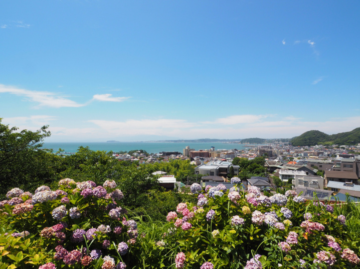 葉山のアジサイ（2020.7.3）の画像