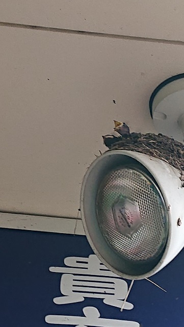 7/4 ツバメ日記 埼玉開発 日高市高麗川2丁目の画像