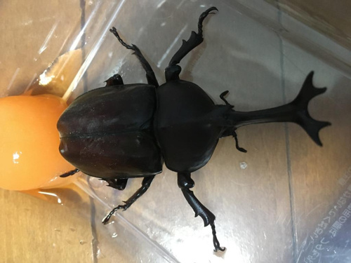 我が家にカブトムシがやってきた ホームメイトfc大船駅前店 ジェイワンの賃貸ブログ 大船の賃貸 株式会社ジェイワン ホームメイトfc大船駅前店