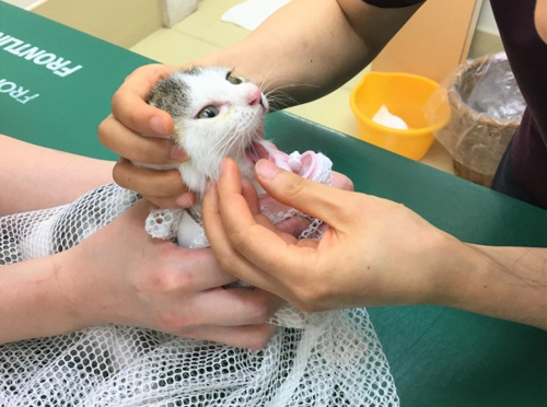 ペットの頼れるホームドクター 京都市でおすすめの動物病院2選 二条 四条大宮の賃貸情報のことなら株式会社アズライフ