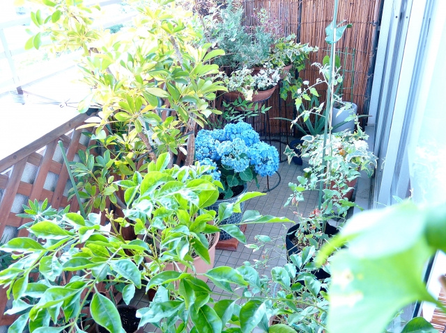 堺市北区でベランダガーデニングをするのにおすすめの花屋とは？...の画像