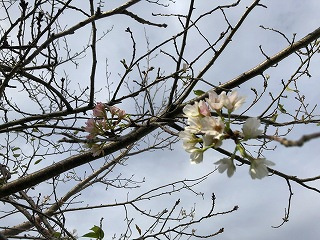 「9月の桜」の画像