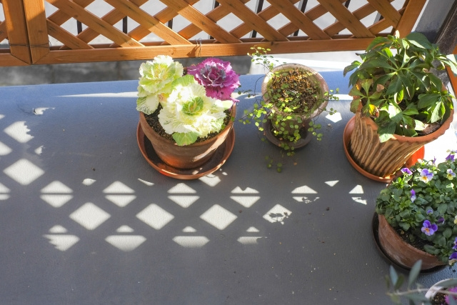 鹿沼市でベランダガーデニングを楽しむために！おすすめ花屋さん...の画像