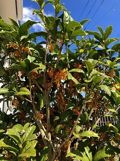 「キンモクセイ」の画像