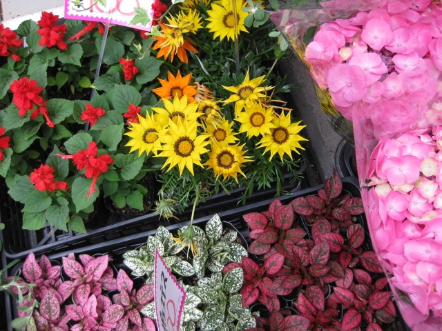 摂津市近辺にあるベランダガーデニングにもおすすめの花屋を紹介...の画像
