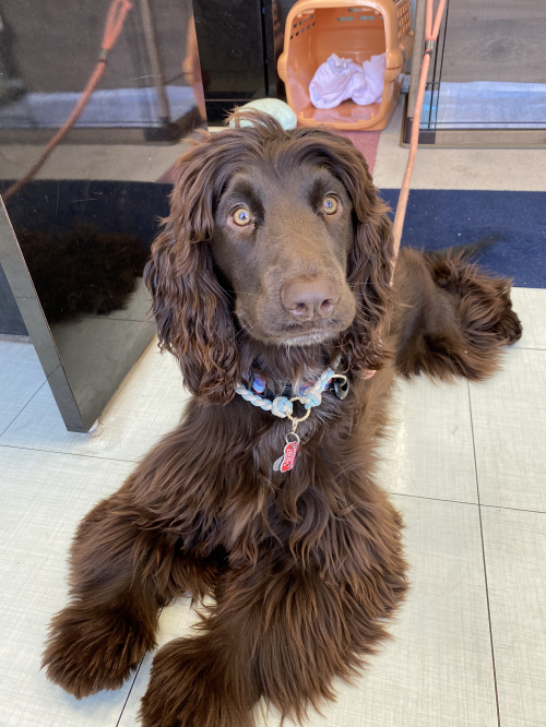 看板犬「レオ」の画像