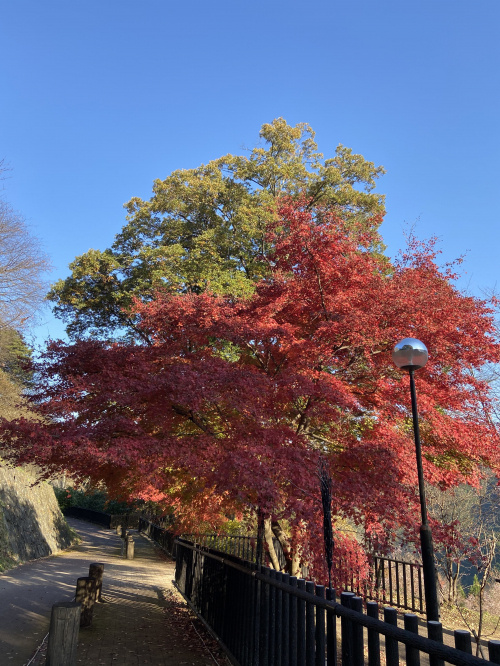 紅葉と桜 久喜市の不動産はひだまりハウス