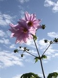 「皇帝ダリア」の画像
