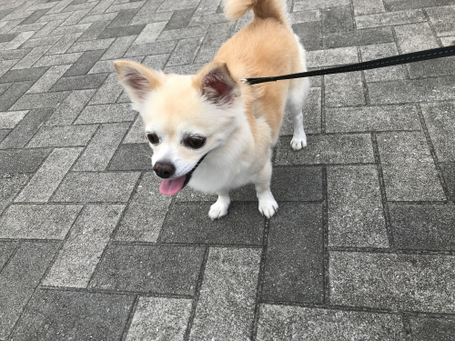 南国市でおすすめの動物病院はどこ 佐野獣医科病院と南国ひまわり動物病院 高知市の新築購入 不動産売却 有限会社パークホーム