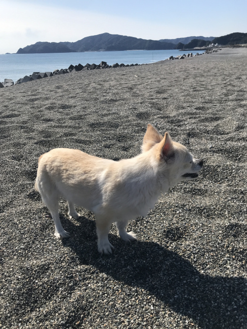 南国市でおすすめの動物病院はどこ 佐野獣医科病院と南国ひまわり動物病院 高知市の新築購入 不動産売却 有限会社パークホーム