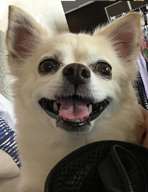 南国市でおすすめの動物病院はどこ 佐野獣医科病院と南国ひまわり動物病院 高知市の新築購入 不動産売却 有限会社パークホーム