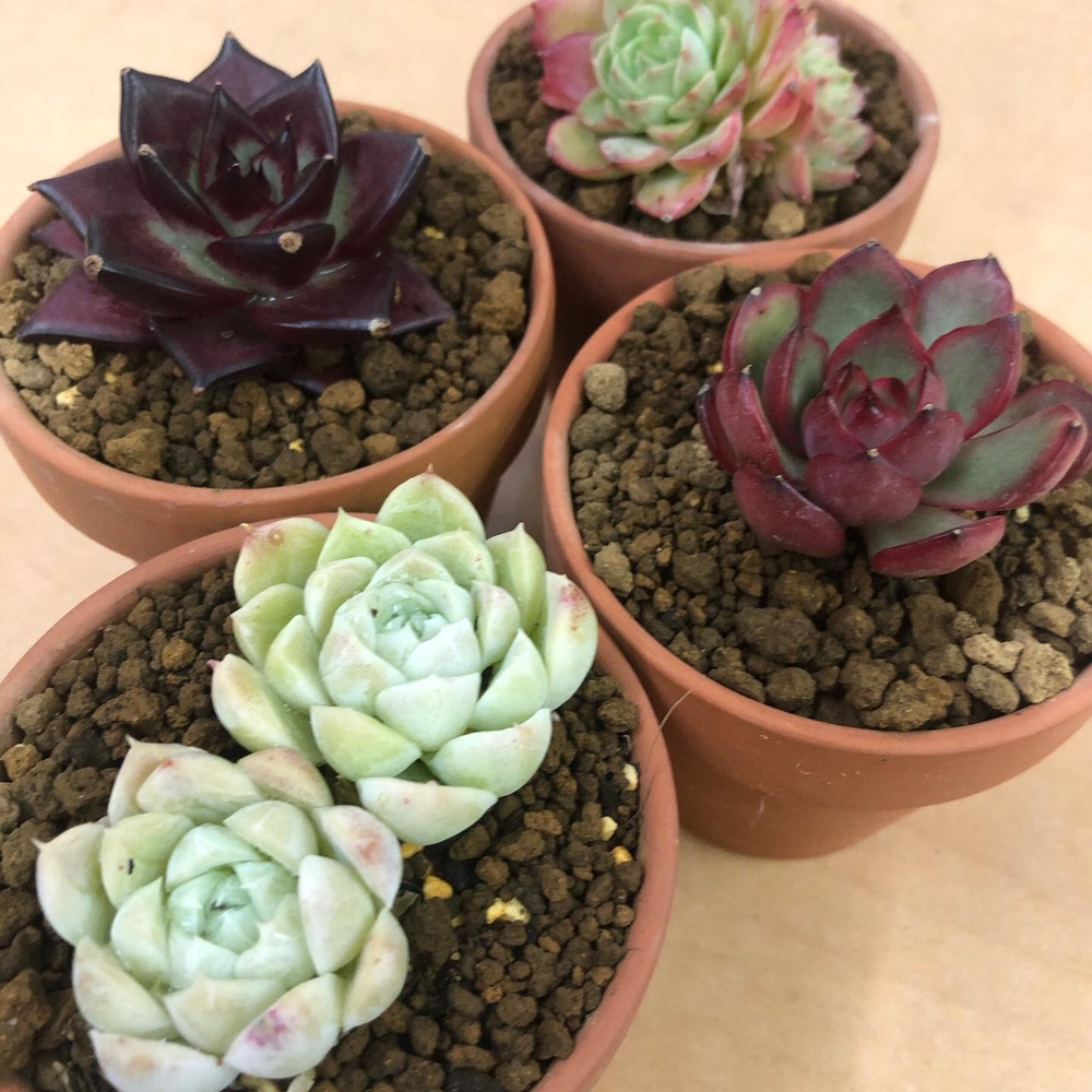 「12月10日　多肉植物」の画像