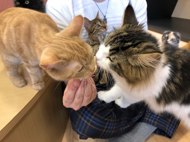 猫カフェの画像