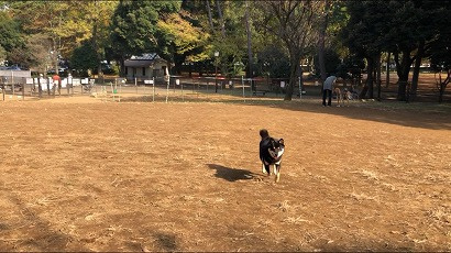 ドッグラン 世田谷区の中古マンション 世田谷リアルエステート