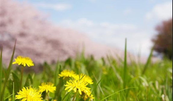 春が待ち遠しい限りです。の画像