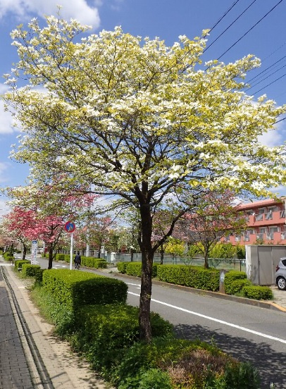 出生記念樹の画像