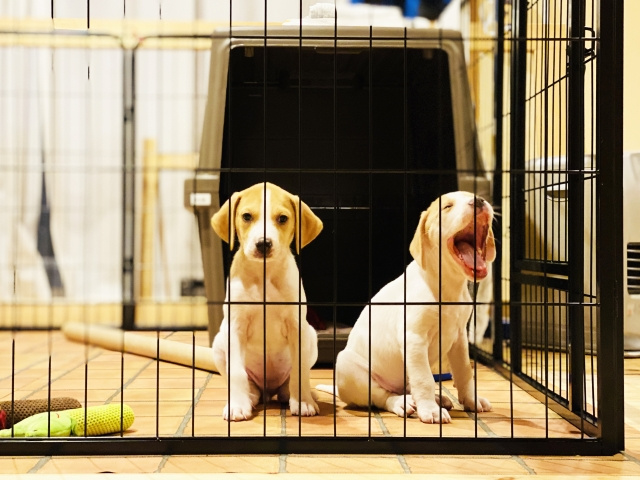 保護犬を譲り受けるなら！葛飾区周辺の情報はこちらの画像
