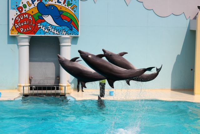 神戸市の須磨海浜水族園は子供と楽しめるおすすめ水族館！施設概...の画像