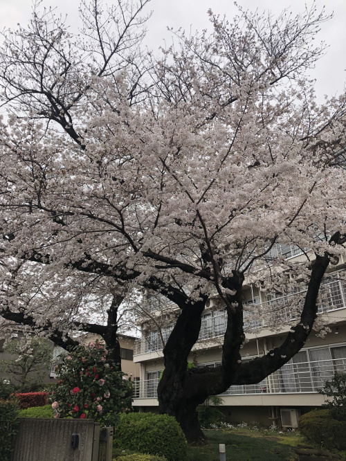 告知建築線とはの画像