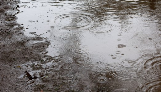 久しぶりの雨模様で傘の出番ですね。の画像