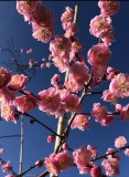 「庭の花」の画像