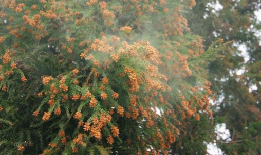 花粉との戦い開始。の画像