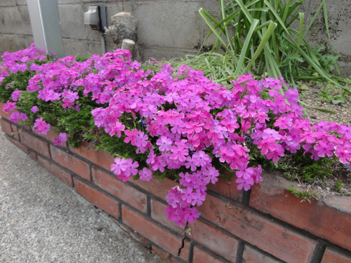 敷地内の草取り編の画像