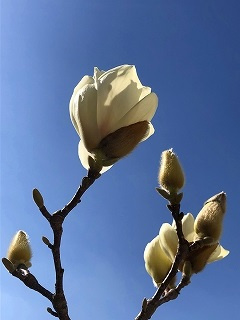 「木蓮」の画像