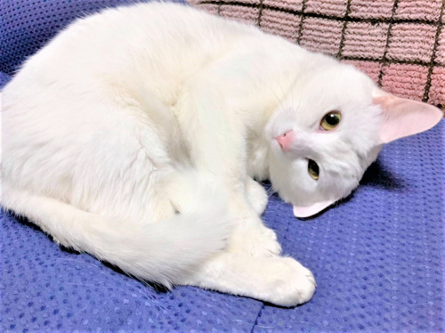 続】猫で優勝しよう｜岐阜のアパート・戸建て・賃貸は【美濃善不動産】
