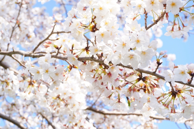 明石市内のお花見スポット☆の画像