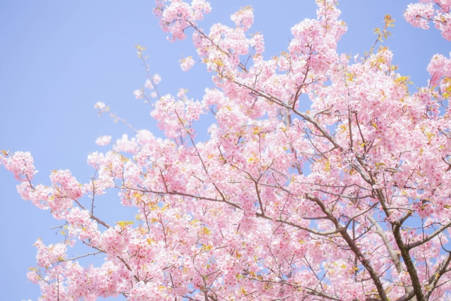 日本の春といえばお花見の季節！鹿沼市内にあるおすすめの桜の名...の画像