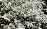 「開花日」の画像