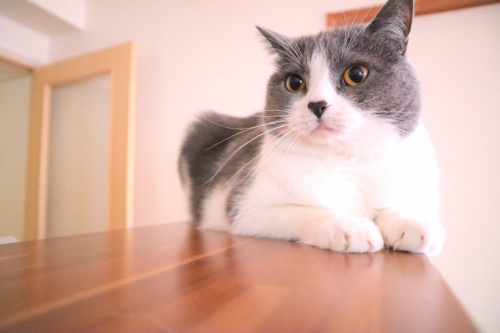 ペットの傷対策はどうしたらいい？トラブル例や対策方法を紹介