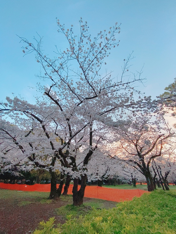 桜満開 代々木公園 代々木八幡の賃貸なら朝日ホームズ株式会社