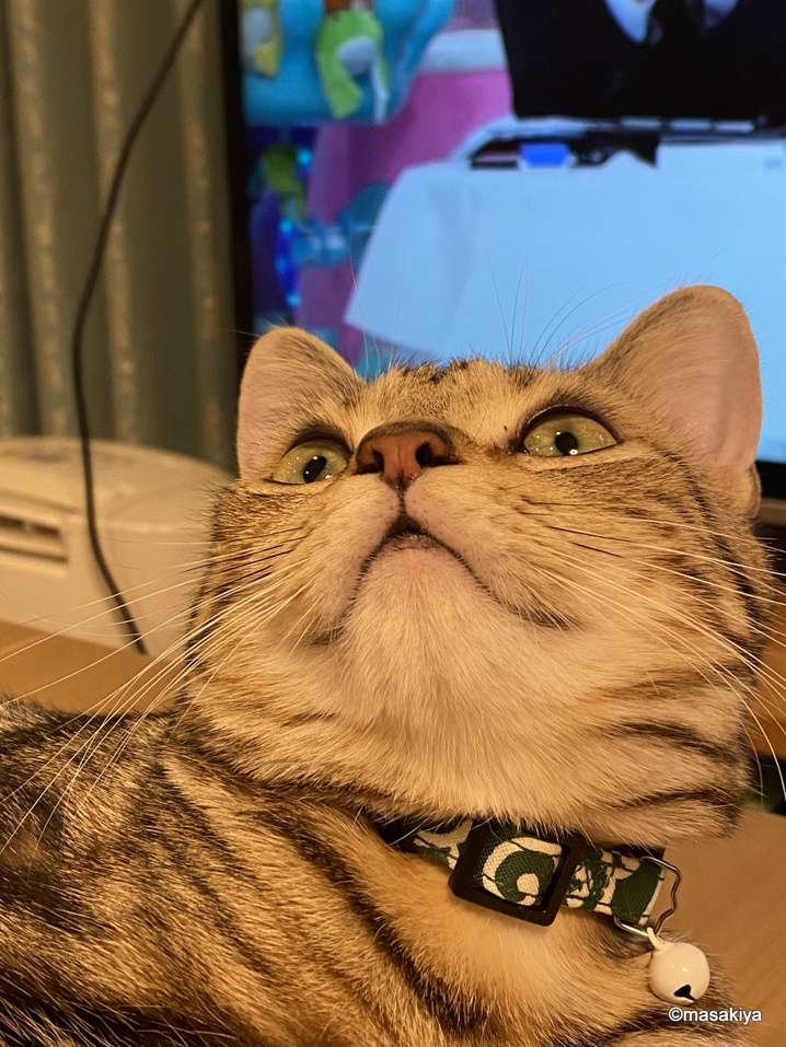 猫の表情|長野市の賃貸アパート・マンション・不動産のことなら株式