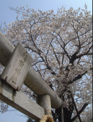 桜が綺麗です♪の画像