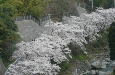 「桜街道」の画像