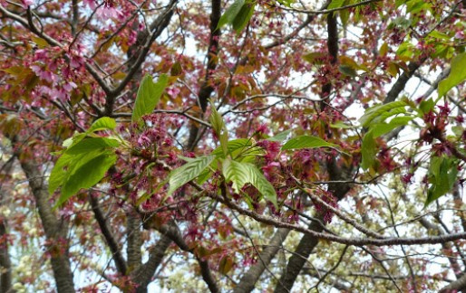 葉桜と桜吹雪の画像