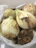 「新たまねぎ」の画像